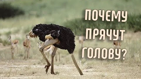 Почему Страусы зарывают голову в песок? | Правда или Ложь