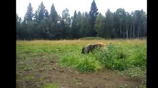 Leonberger Arnold playing in Saupstad dog park in Trondheim by Grete Bakken 151 views 10 years ago 5 minutes, 6 seconds