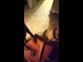 Evo još jednog komičnog dokaza da nas psi razumiju (VIDEO)