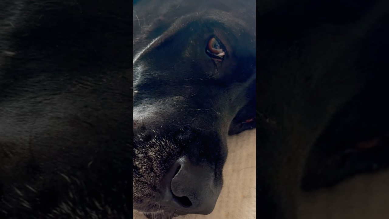 King Size Dog Bed…