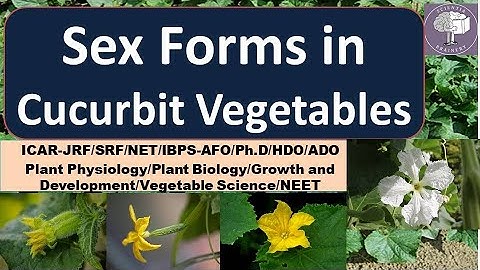 Sex Forms in Cucurbits/Sex Expression/NEET-Biology/ICAR- JRF /SRF/NET/NEET/AFO/UG/PG/Ph.D./ ADO/HDO