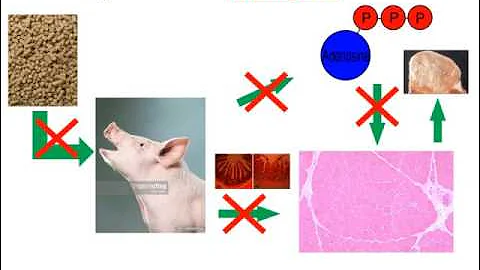 Iowa Swine Day 2017 Joshua Selsby, Turning down the heat: Heat stress effects on growth