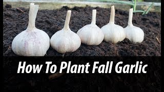 Fall garlic planting! is super easy to grow, you have try it! in the
northern hemisphere, it always planted fall. let me show how ...