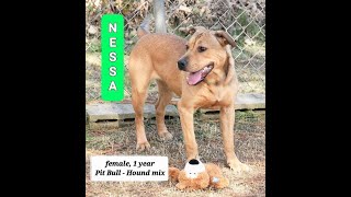 Nessa Knows How To Please She Is A Joyful Pup