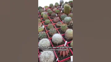 Коллекционные кактусы питомника  Кактусёнок.рф