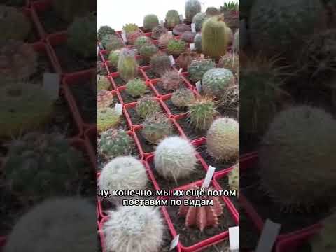 Video: Cactus Vs. Sukulent - identifikacija kaktusov in sukulent