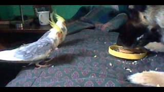 My dog eats my birds food