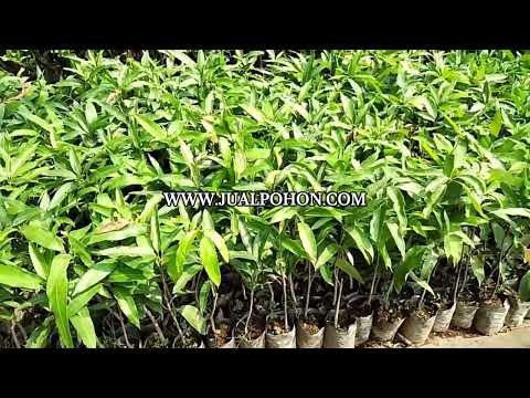 Solusi Pertanian Modern: Bibit Mangga Irwin Berkualitas