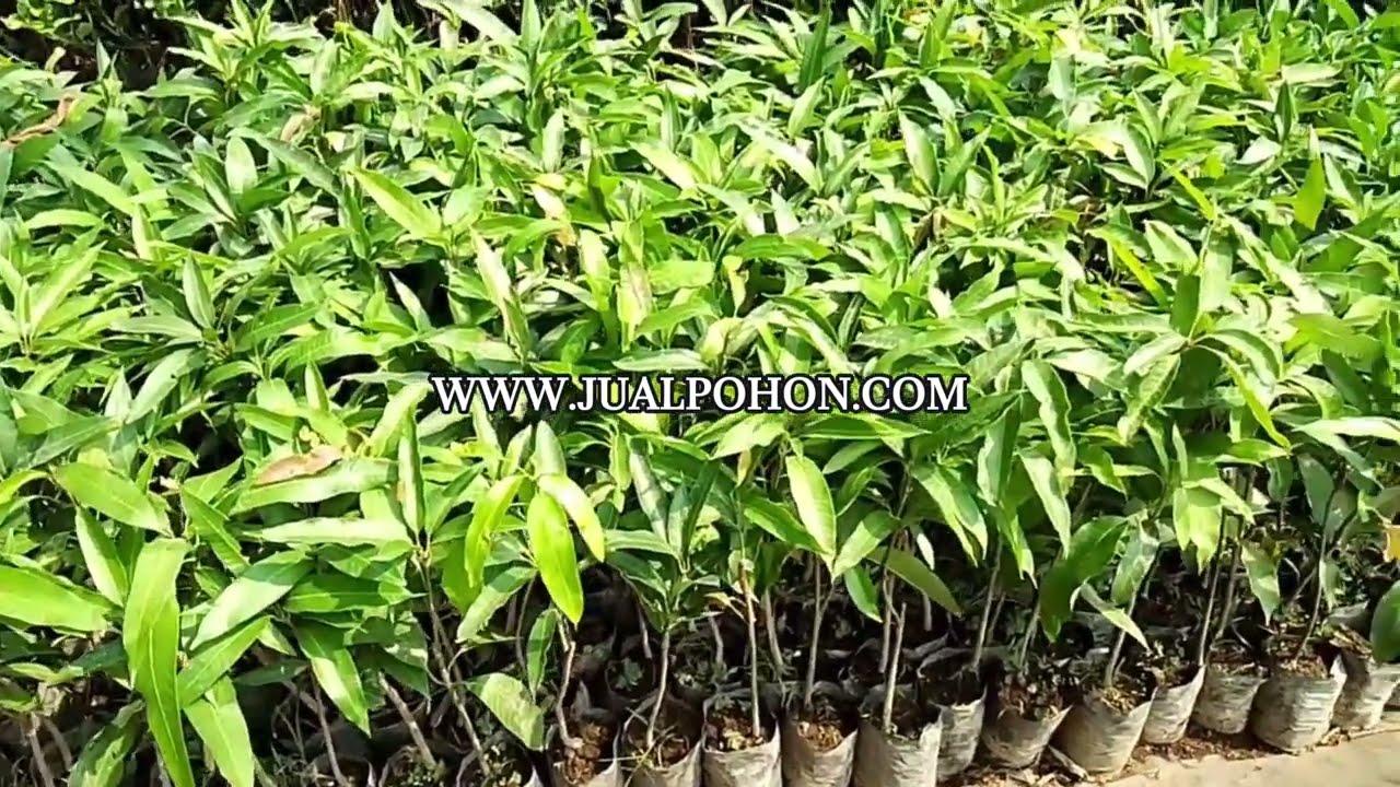Solusi Pertanian Modern: Bibit Mangga Irwin Berkualitas