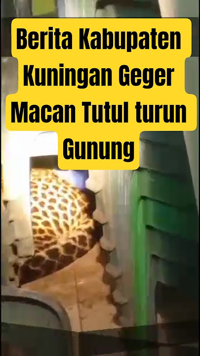 Macan Tutul Turun Gunung, BKSDA Berhasil Evakuasi Macan tutul yang terpengkap didalam gudang