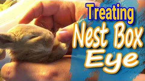 Rabbit Care: How to Prevent And Treat Next Box Eye