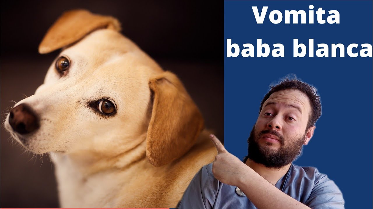 Por qué vomita mi perro