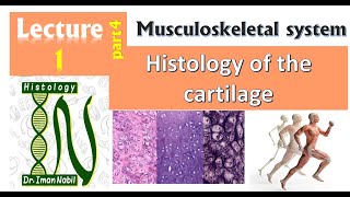 1d-Histology of Cartilage part 4-Musculoskeletal system