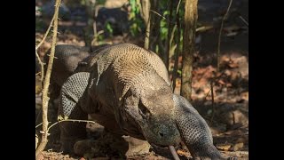 Komodo Dragon Visiting Toilet