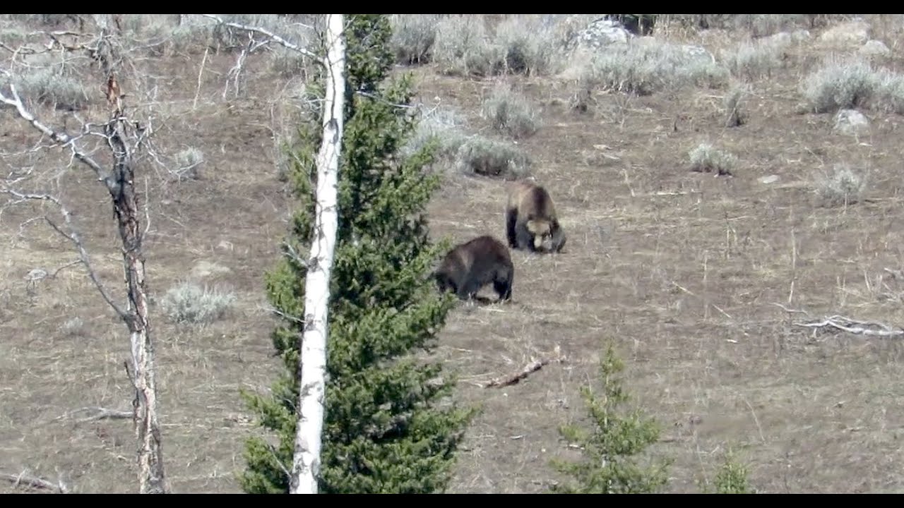 Trail Illustrated - Yellowstone Teepee, Daly, Skyrim Loop