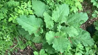 Wild Rhubarb