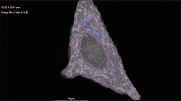 2D EM Stack to 3D with AI segmentation