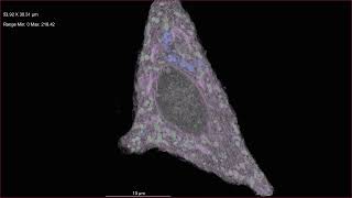 2D EM Stack to 3D with AI segmentation
