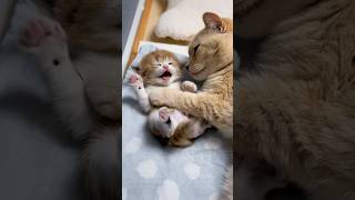 Even Sleepy Kittens Cant Resist Moms Gentle Touch Master Of Cat Parenting