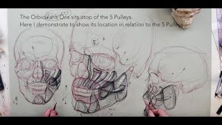 ANATOMY FOR ARTISTS: Mouth AnatomySection Two