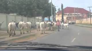 Abuja Nigeria: Cattle Herdsmen Grazing in The Streets Of Abuja