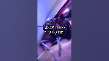 ADCOM lens macro try #music #newmusic #singer #relaxingmusic #insects #macroshot #nature