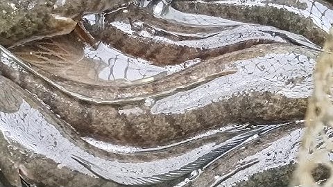 Nay thăm luồn lờ điểm mới cá chạy thấy mê @duocphamvlosg 