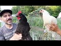 End of GARDENING Season? DO THIS WIth Your Chickens// Vlog 🐓