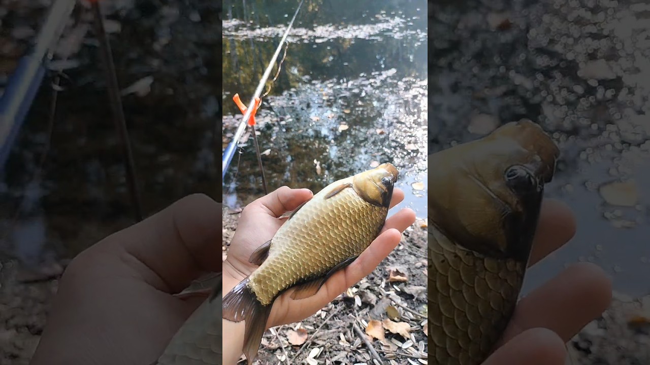 Рыбалка в самом необычном месте #рыбалка #fishing #nature #природа #лето #вечер #август #карась