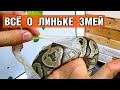 Линька у змей — Кормление змей во время линьки, помощь при линьке