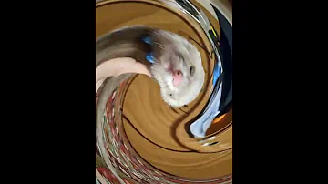 Сыр хорёк
