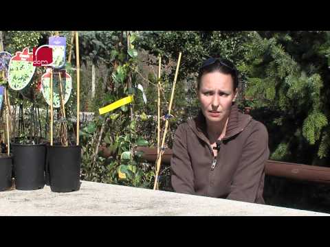 Video: Uzgoj biljaka Cerinthe - Informacije o njezi biljaka Cerinthe