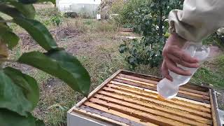 19 октября 2020 г.Обработка пчёл от клеща Варроа.