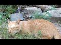 草を食べる茶トラ