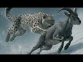 हिम तेंदुआ: पहाड़ों का भूत (Snow Leopard : Ghost of the Mountains) #facts #viral #trending #animals