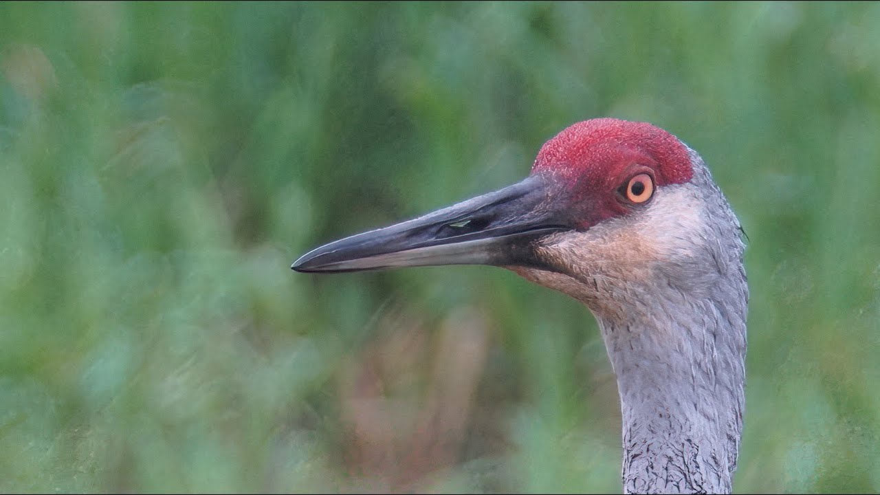 Sandhill Cranes, 5/20/2023 (HD) YouTube