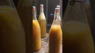 home-brewed kombucha!!