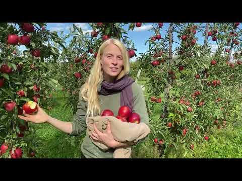 Why We Love Crimson Crisp Apples