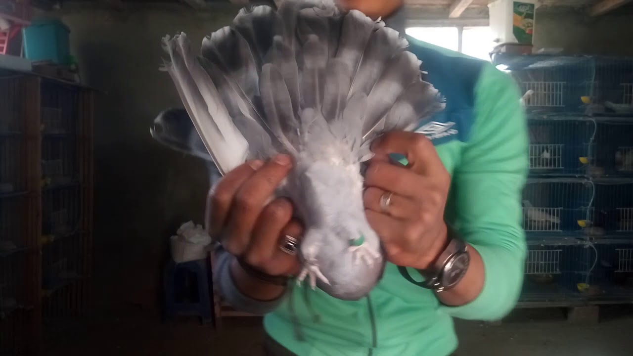 التخلص من حشرات الحمام نهائيا وتعويد الحمام علي الصيف من جديد