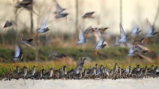 Kampfläufer Im März, Seewinkel