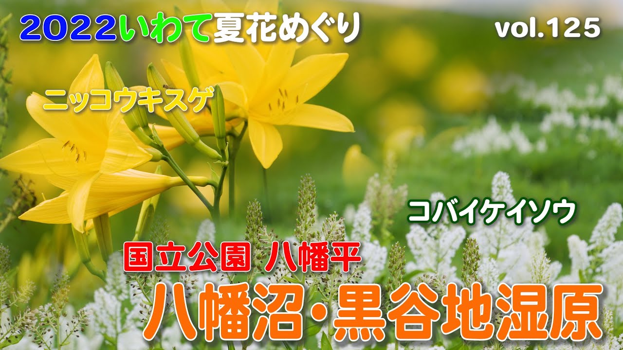 高山植物 コバイケイソウの季 ニッコウキスゲの宴 八幡平国立公園八幡沼 黒谷地湿原の初夏 Youtube