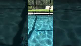 Custom Pool & Spa with Stunning Turtle Mosaic #backyardoasis #luxurypool #pool #swimmingpool