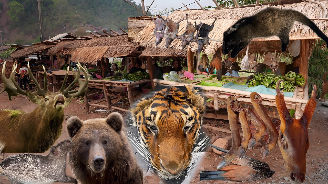 Gấu, Hổ, Hươu, Nai, Và Vô Vàn Đồ Rừng Bán Tại Chợ Đồ Rừng Bên Nước LÀO - Lượng Tây Bắc