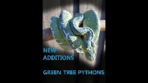 Unboxing - Green Tree Python - Aru