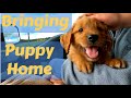 Bringing the Puppy Home: Our Dog Adventure #2