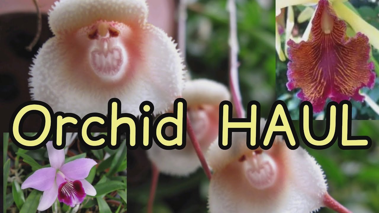 🌟 Orchid unboxing video from Großräschener 2023