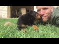 Lewie the Rottie Pup (7 weeks old)