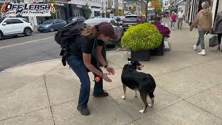 Jango  | 5 Year Old Australian Kelpie Mix | Best Dog Trainer Cleveland, Ohio | Off Leash Obedience