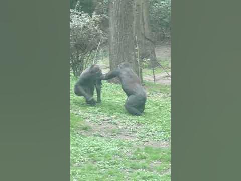 Chimpanzees, fighting dirty. - YouTube