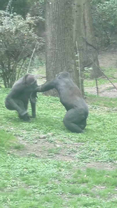 Chimpanzees, fighting dirty. - YouTube
